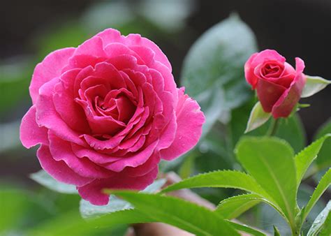 are roses native to china